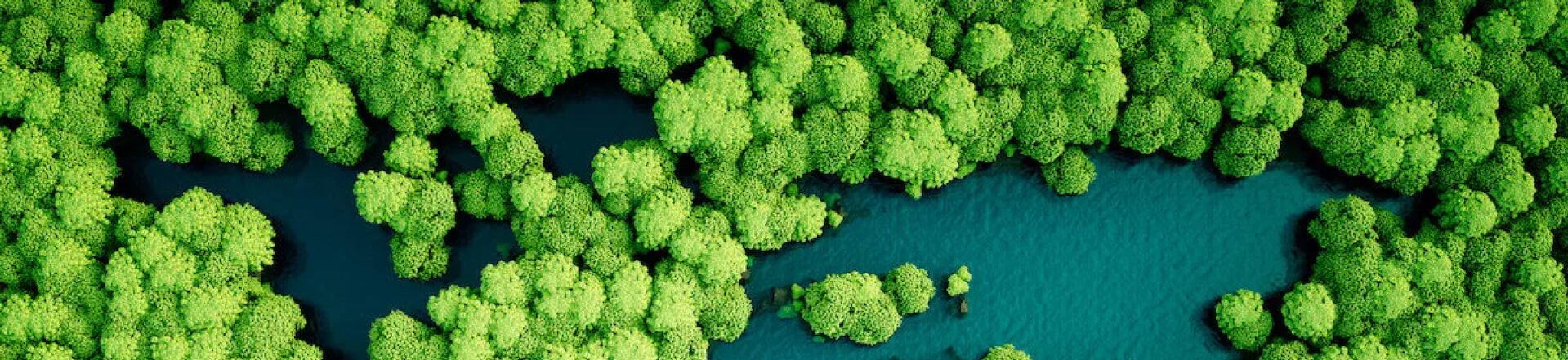 Aerial view of a forest with lush green trees and winding water bodies